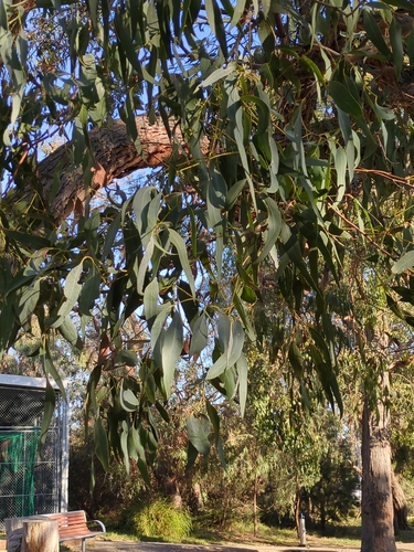 Image of Mealy Stringybark (Eucalyptus cephalocarpa) by no rights reserved