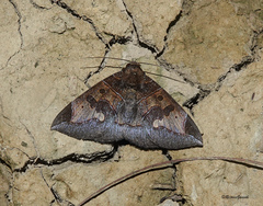 Ischyja