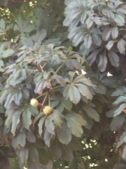 Aesculus hippocastanum
