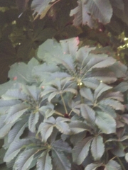 Aesculus hippocastanum