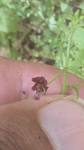 Image of Scrophularia peregrina by no rights reserved