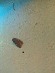 Euchaetis rhizobola