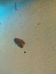 Euchaetis rhizobola