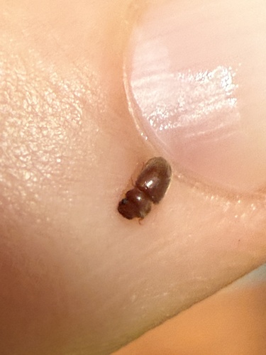 Lasioderma serricorne observed 2025-05-08