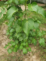 Magnoliopsida