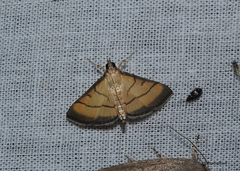Cnaphalocrocis