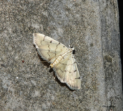 Herpetogrammatini