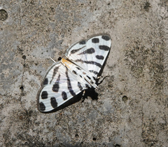 Pycnarmon jaguaralis