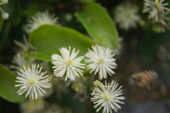 Clematis vitalba