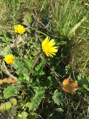 Arctotheca prostrata