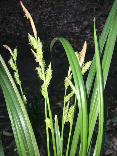 Carex matsumurae iNat (2)