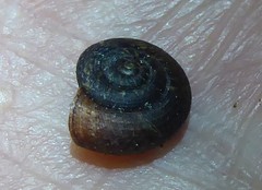 Punctoidea
