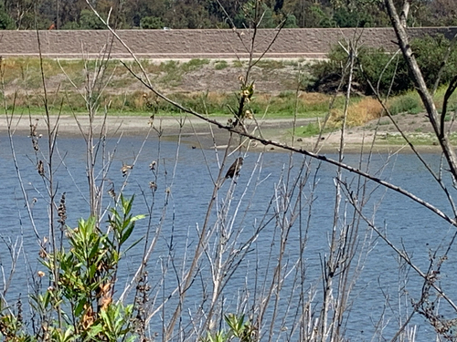iNaturalist observation photo of Song Sparrow