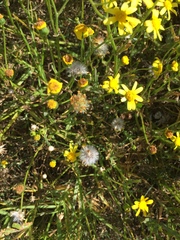Senecio littoreus