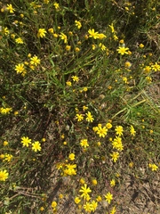 Senecio littoreus
