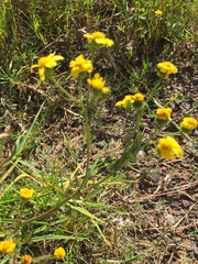 Senecio littoreus
