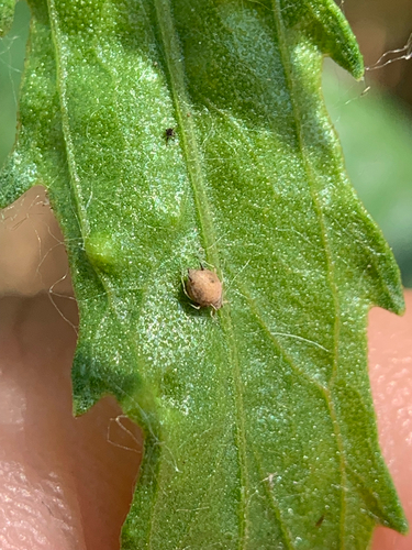 iNaturalist observation photo of Aphids