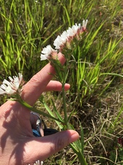 Limonium sinuatum