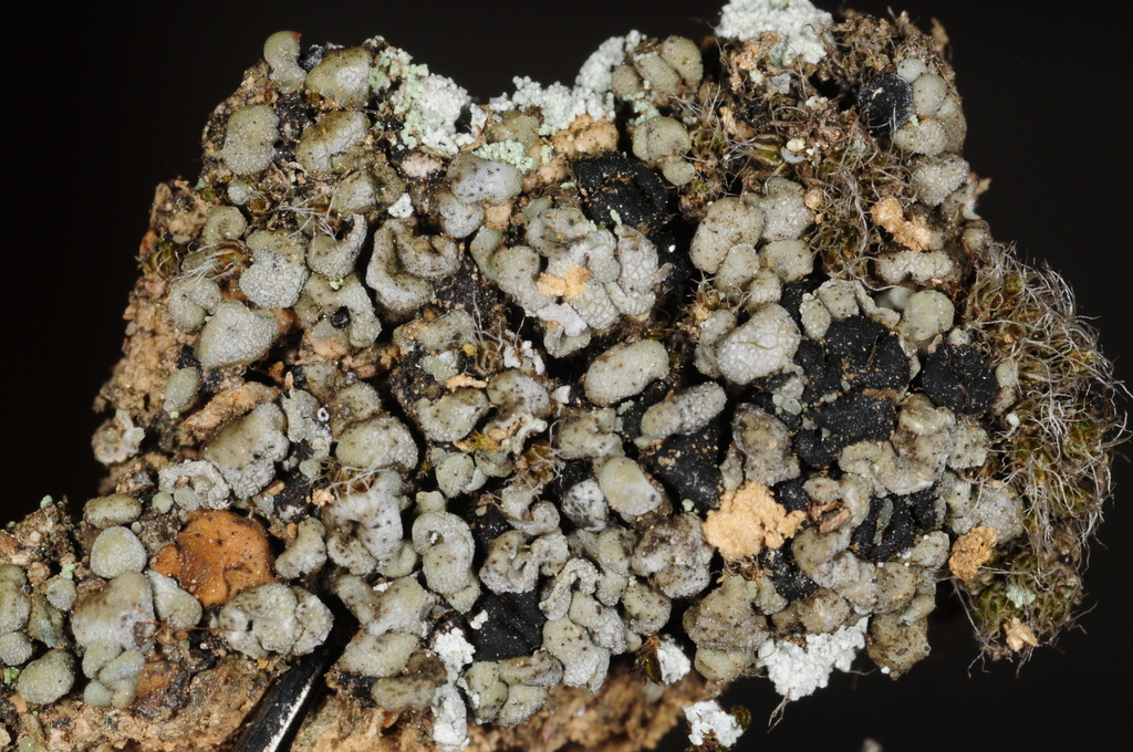 Thalloidima squamatum