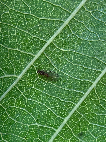 iNaturalist observation photo of Bark Lice, Book Lice, and Parasitic Lice