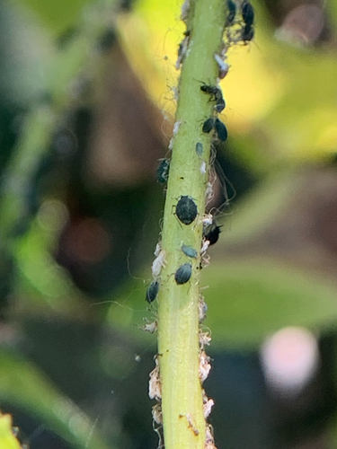 iNaturalist observation photo of Melon Aphid