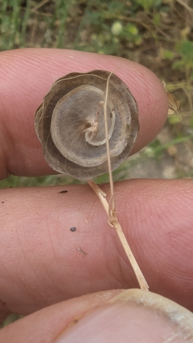 Image of Medicago orbicularis by no rights reserved