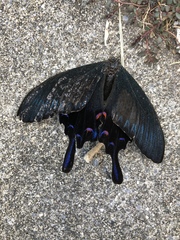 Papilio ryukyuensis