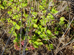 Tetragonia implexicoma