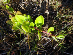 Tetragonia implexicoma