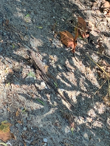iNaturalist observation photo of Western Fence Lizard