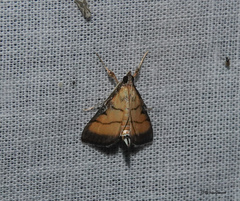 Cnaphalocrocis