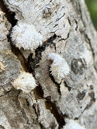 iNaturalist observation photo of splitgill mushroom