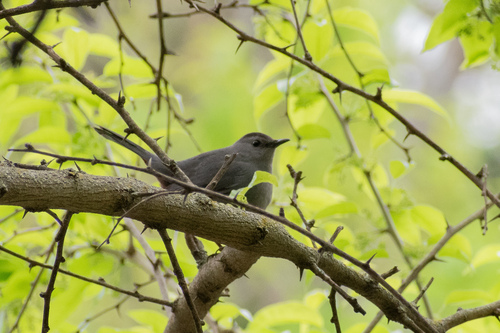 Gray Catbird photographed in Kansas