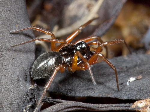 Erigone maritima