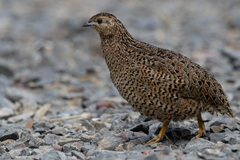 Brown Quail photo 4