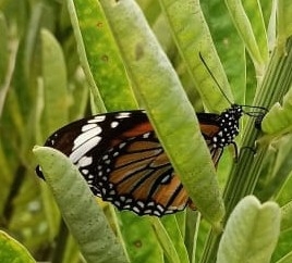 Striped Tiger