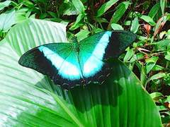 Papilio buddha