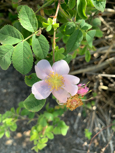 iNaturalist observation photo of California Wild Rose