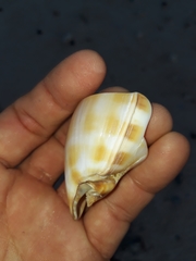Phalium bandatum