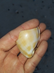 Phalium bandatum
