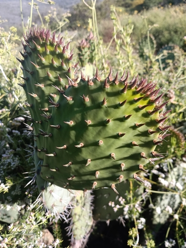 Image of Opuntia littoralis by no rights reserved