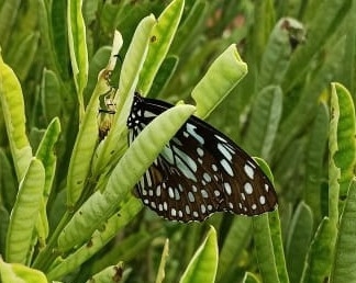 Blue Tiger