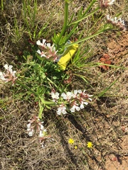Limonium sinuatum