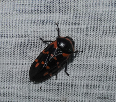 Cosmoscarta dimidiata