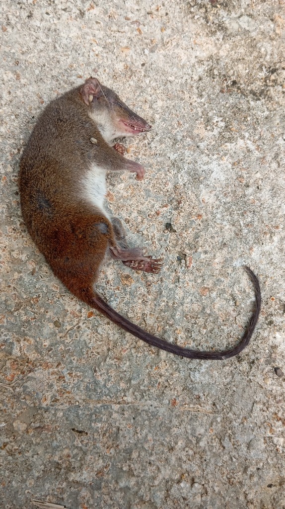 Black-tailed Dasyure (Murexechinus melanurus)