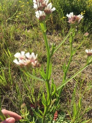 Limonium sinuatum