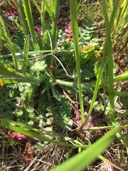 Limonium sinuatum