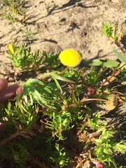 Cotula coronopifolia