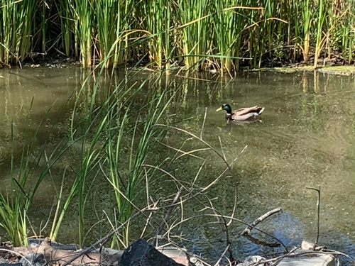 iNaturalist observation photo of Mallard