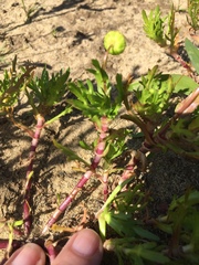 Cotula coronopifolia